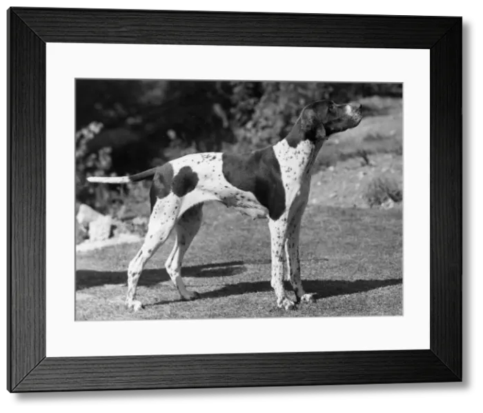 Framed Print : FALL / POINTER / 1947 Framed Print : FALL / POINTER / 1947