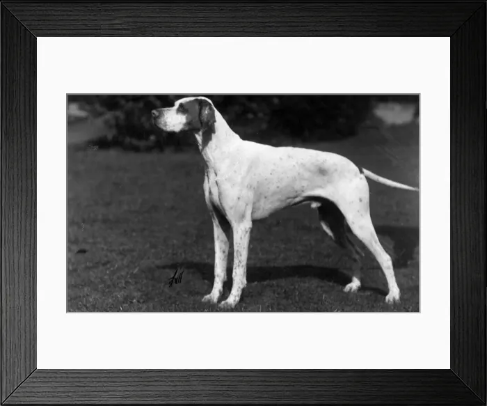 Framed Print : FALL / POINTER / 1928 Framed Print : FALL / POINTER / 1928