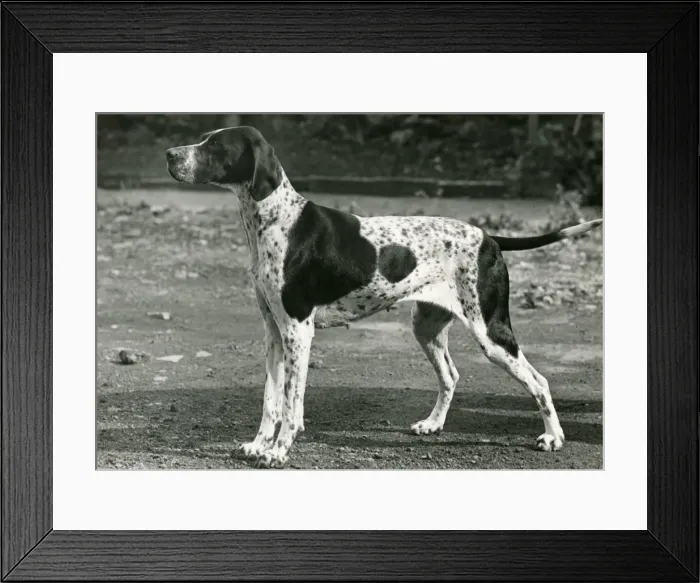Framed Print : FALL / POINTER / 1954 Framed Print : FALL / POINTER / 1954