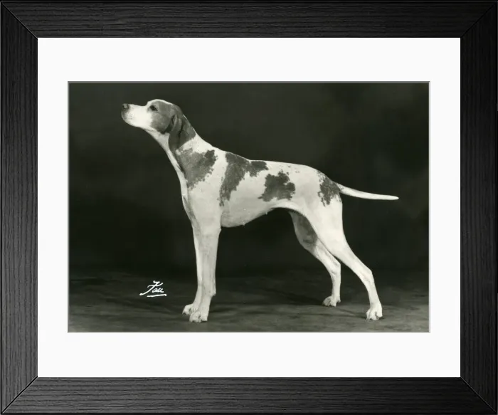 Framed Print : FALL / POINTER / 1977 Framed Print : FALL / POINTER / 1977