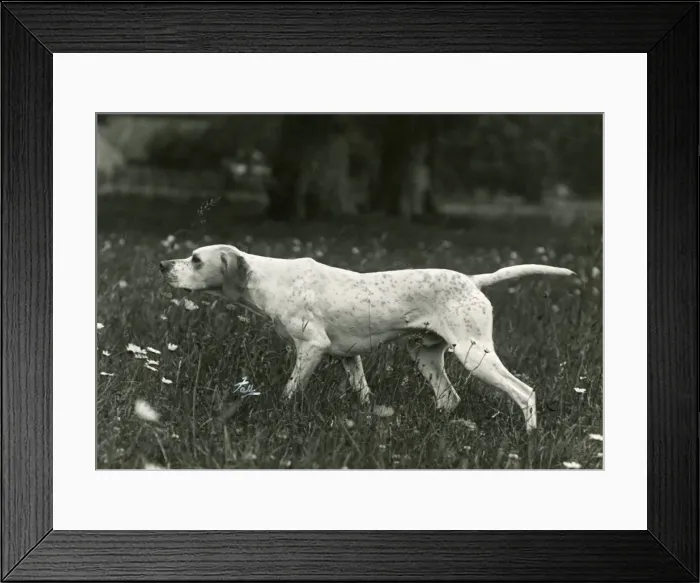 Framed Print : FALL / POINTER / 1938 Framed Print : FALL / POINTER / 1938