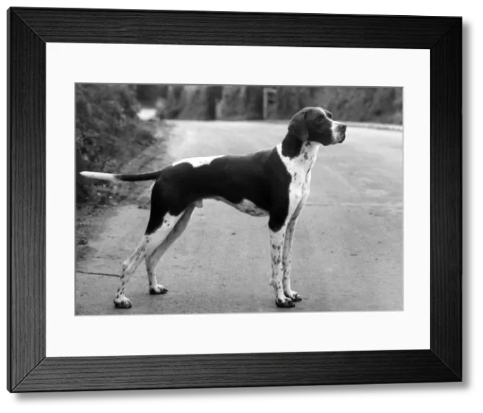 Framed Print : FALL / POINTER / 1962 Framed Print : FALL / POINTER / 1962