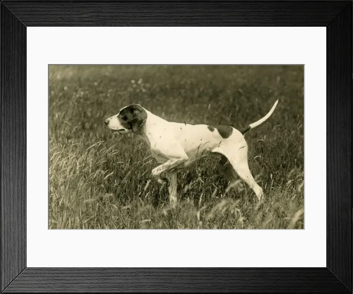 Framed Print : FALL / POINTER / 1936 Framed Print : FALL / POINTER / 1936