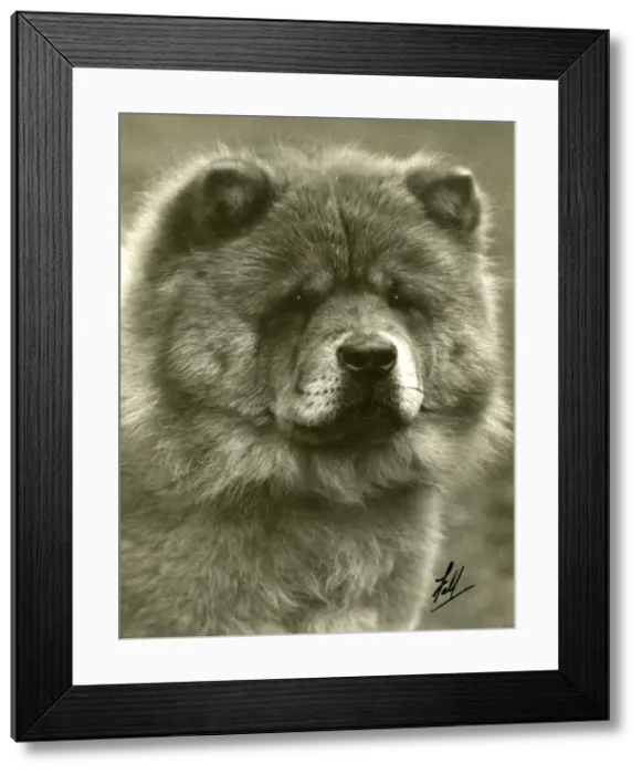 Framed Print : FALL / CHOW CHOW / 1932 Framed Print : FALL / CHOW CHOW / 1932