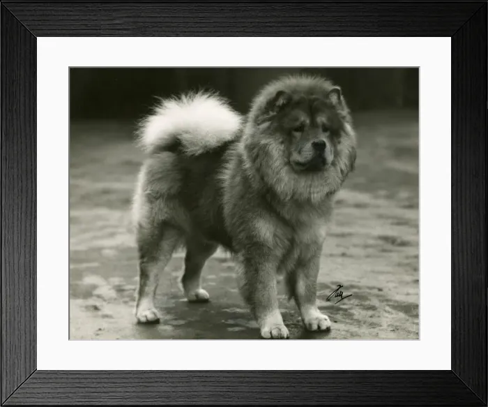 Framed Print : FALL / CHOW CHOW / 1934 Framed Print : FALL / CHOW CHOW / 1934