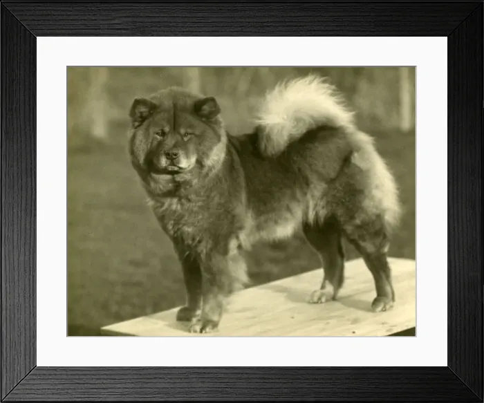 Framed Print : FALL / CHOW CHOW / 1929 Framed Print : FALL / CHOW CHOW / 1929