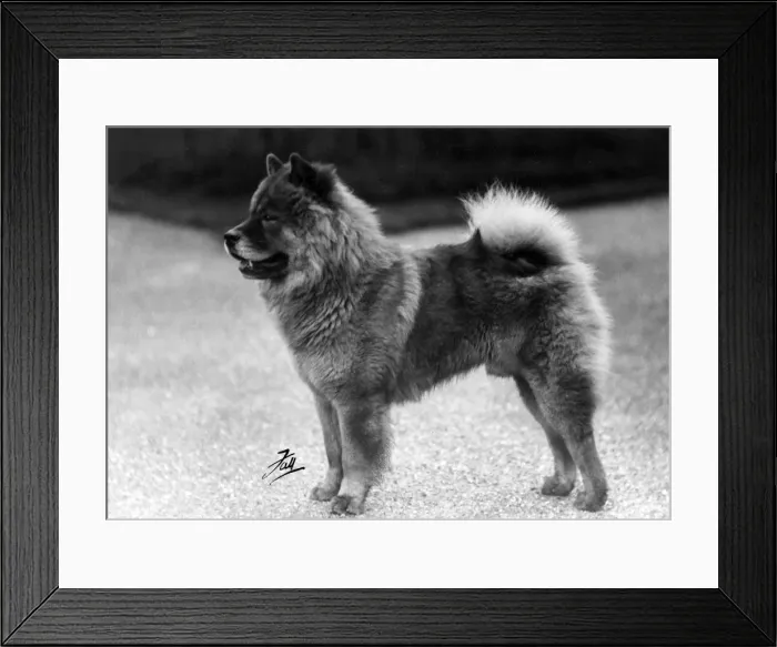 Framed Print : FALL / CHOW CHOW / 1939 Framed Print : FALL / CHOW CHOW / 1939