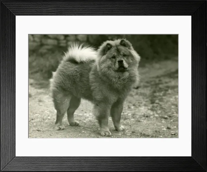 Framed Print : FALL / CHOW CHOW / 1945 Framed Print : FALL / CHOW CHOW / 1945