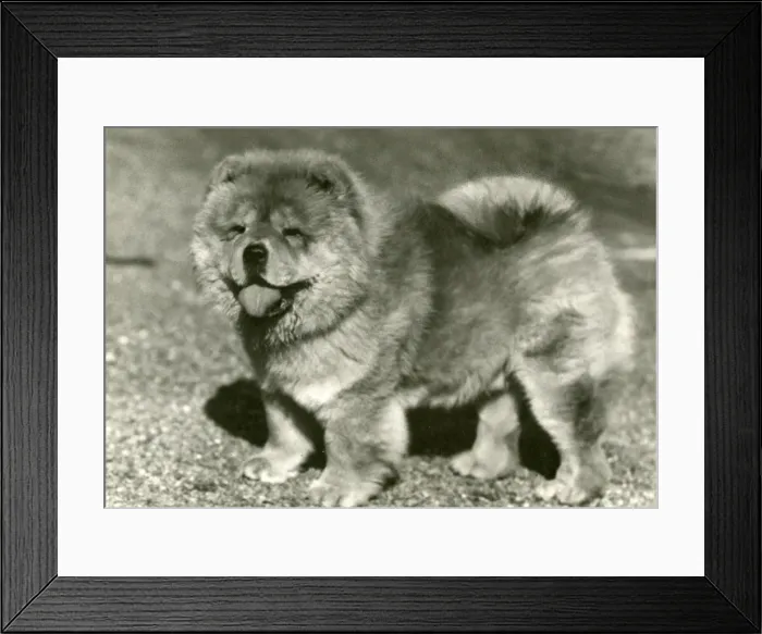 Framed Print : FALL / CHOW CHOW / 1958 Framed Print : FALL / CHOW CHOW / 1958