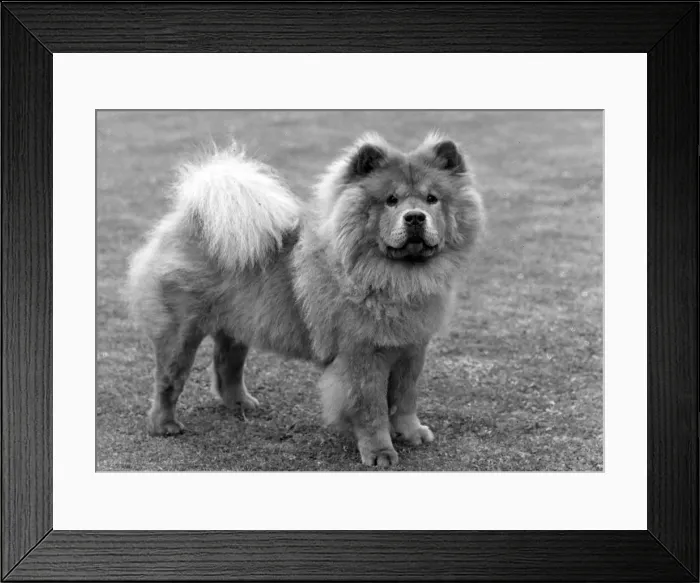 Framed Print : FALL / CHOW CHOW / 1963 Framed Print : FALL / CHOW CHOW / 1963