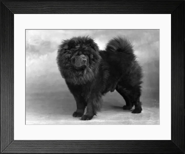Framed Print : FALL / CHOW CHOW / 1949 Framed Print : FALL / CHOW CHOW / 1949