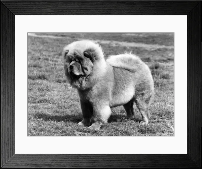 Framed Print : FALL / CHOW CHOW / 1975 Framed Print : FALL / CHOW CHOW / 1975
