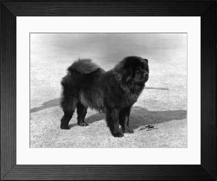 Framed Print : FALL / CHOW CHOW / 1967 Framed Print : FALL / CHOW CHOW / 1967