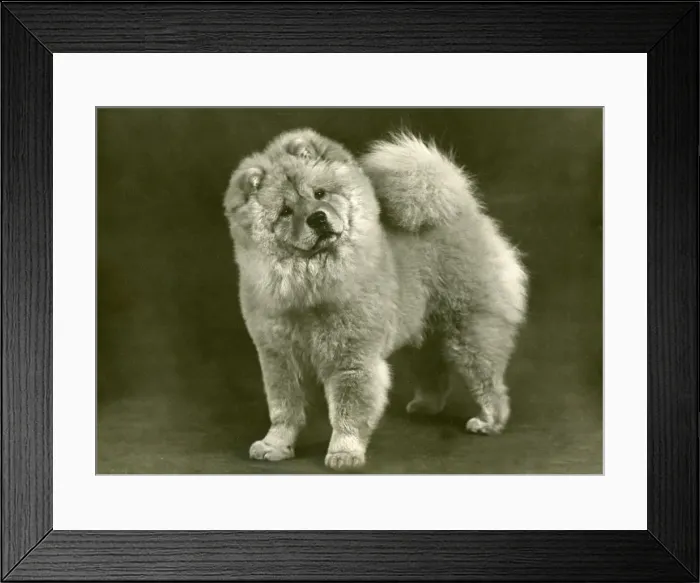 Framed Print : FALL / CHOW CHOW / 1949 Framed Print : FALL / CHOW CHOW / 1949