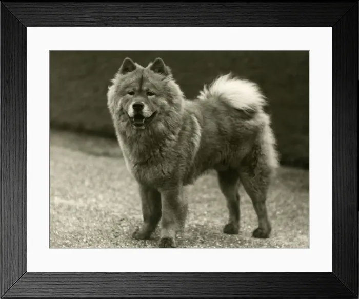 Framed Print : FALL  /  CHOW CHOW  /  1939