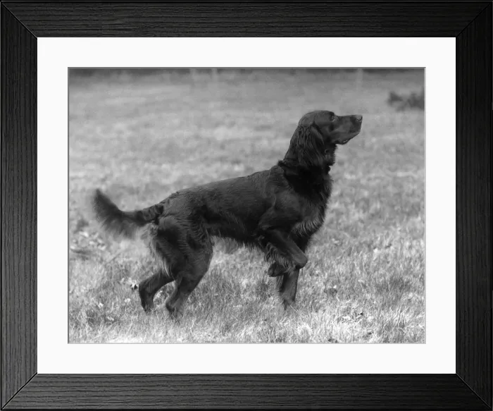 Framed Print : FALL / GORDON SETTER / 1939 Framed Print : FALL / GORDON SETTER / 1939