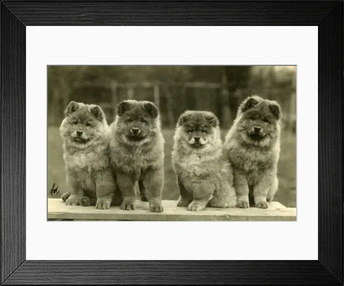 Framed Print : FALL / CHOW CHOW / 1930 Framed Print : FALL / CHOW CHOW / 1930