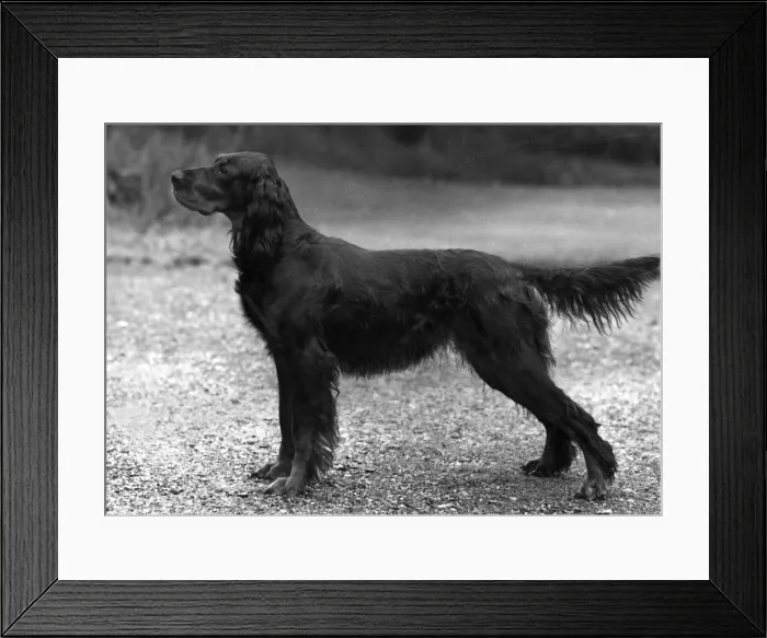 Framed Print : FALL / GORDON SETTER / 1957 Framed Print : FALL / GORDON SETTER / 1957