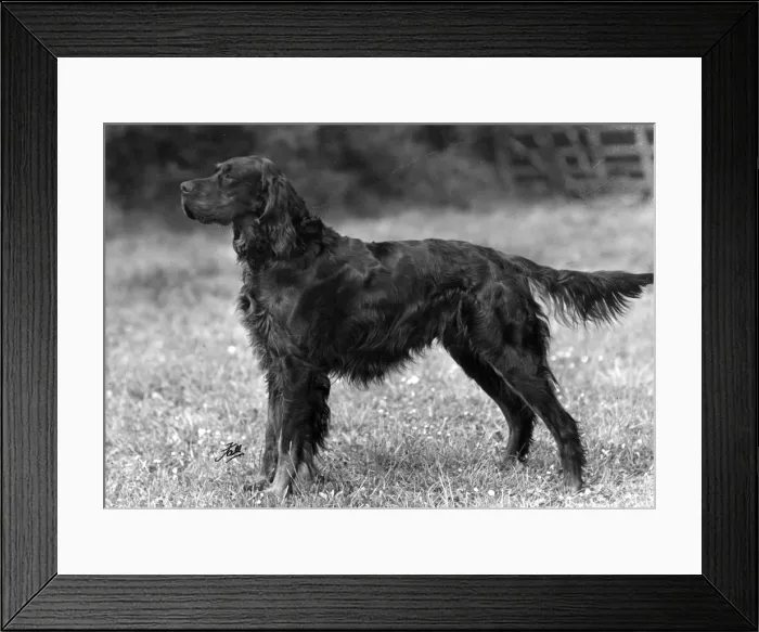 Framed Print : FALL / GORDON SETTER / 1949 Framed Print : FALL / GORDON SETTER / 1949