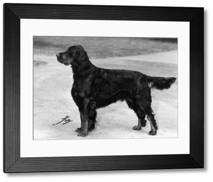 Framed Print : FALL / GORDON SETTER / 1967 Framed Print : FALL / GORDON SETTER / 1967