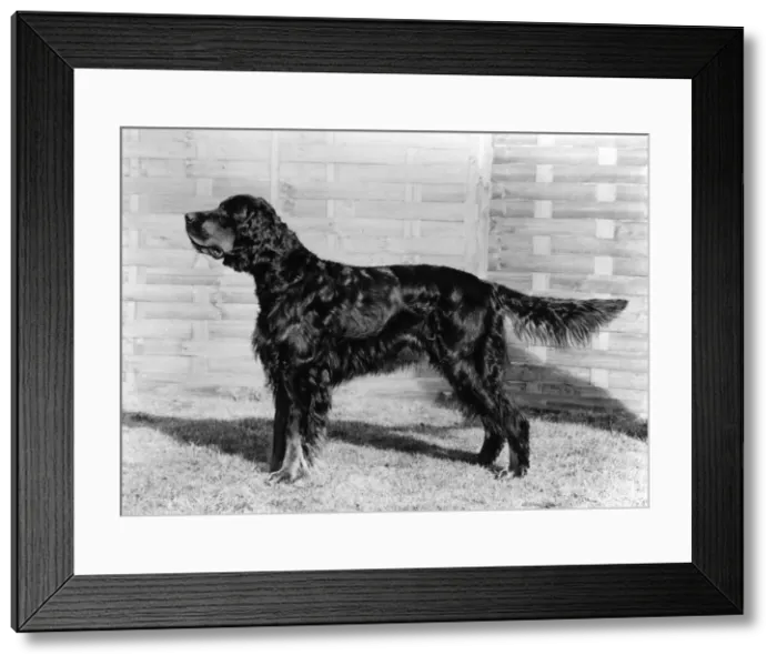 Framed Print : FALL / GORDON SETTER / 1974 Framed Print : FALL / GORDON SETTER / 1974
