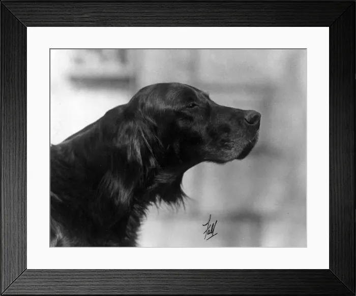 Framed Print : FALL / GORDON SETTER / 1931 Framed Print : FALL / GORDON SETTER / 1931