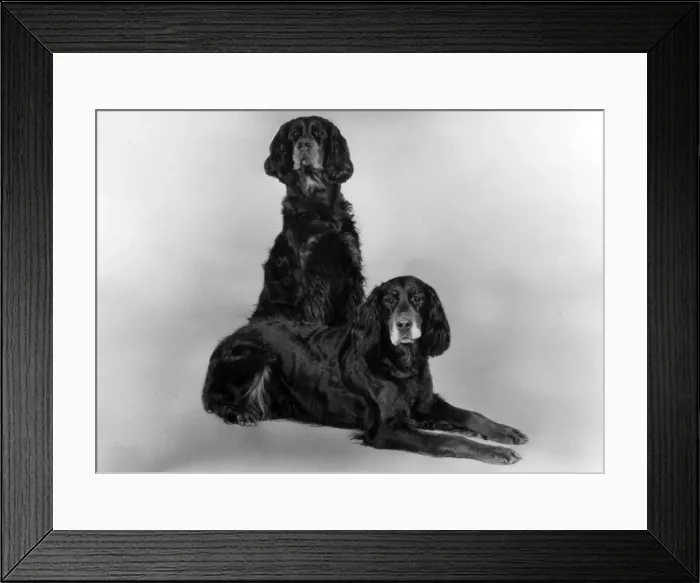 Framed Print : FALL / GORDON SETTER / 1981 Framed Print : FALL / GORDON SETTER / 1981
