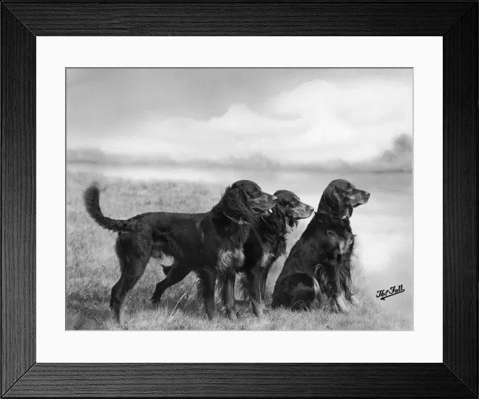 Framed Print : FALL / GORDON SETTER / 1939 Framed Print : FALL / GORDON SETTER / 1939