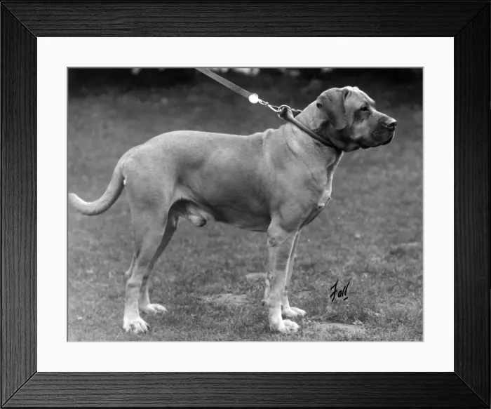 Framed Print : FALL / BULLMASTIFF / 1930 Framed Print : FALL / BULLMASTIFF / 1930