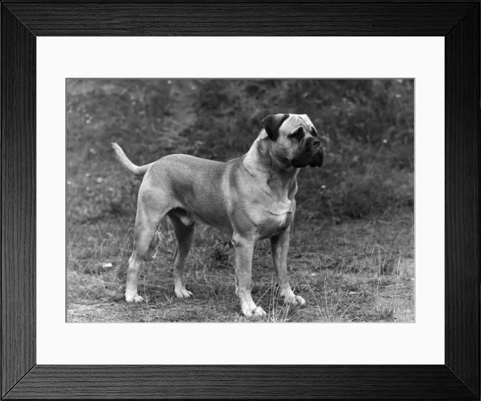 Framed Print : FALL / BULLMASTIFF / 1948 Framed Print : FALL / BULLMASTIFF / 1948