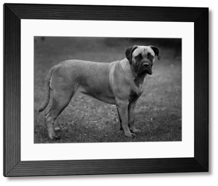 Framed Print : FALL / BULLMASTIFF / 1955 Framed Print : FALL / BULLMASTIFF / 1955