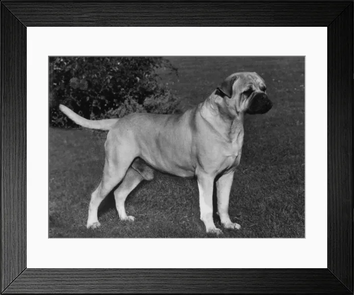 Framed Print : FALL / BULLMASTIFF / 1966 Framed Print : FALL / BULLMASTIFF / 1966