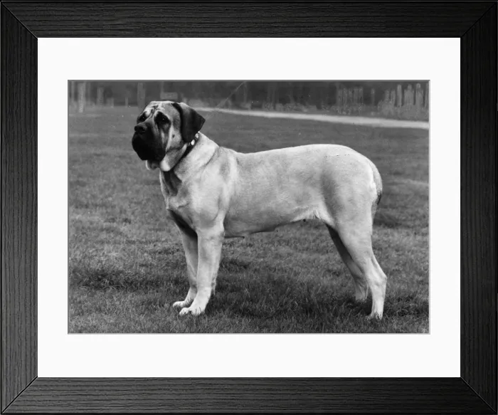 Framed Print : FALL / BULLMASTIFF / 1976 Framed Print : FALL / BULLMASTIFF / 1976