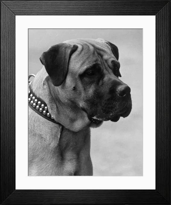Framed Print : FALL / BULLMASTIFF / 1935 Framed Print : FALL / BULLMASTIFF / 1935