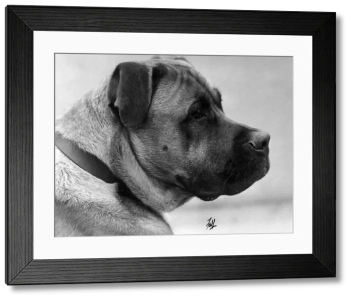 Framed Print : FALL / BULLMASTIFF / 1933 Framed Print : FALL / BULLMASTIFF / 1933