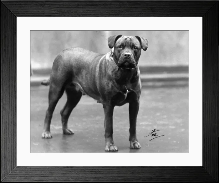 Framed Print : FALL / BULL MASTIFF 1938 Framed Print : FALL / BULL MASTIFF 1938