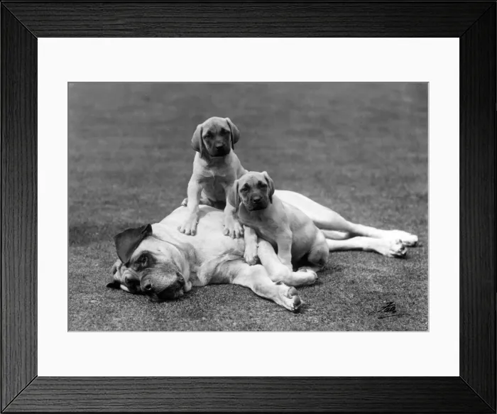 Framed Print : PUPPIES WITH FATHER Framed Print : PUPPIES WITH FATHER