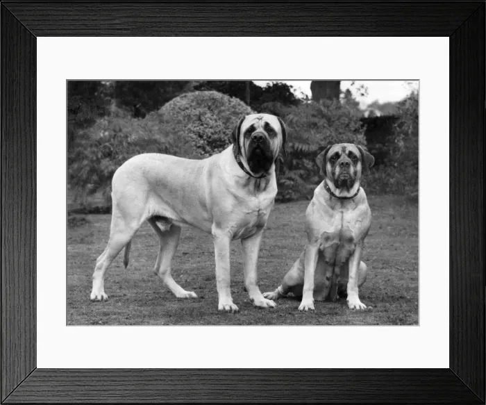 Framed Print : FALL / BULLMASTIFF / 1976 Framed Print : FALL / BULLMASTIFF / 1976