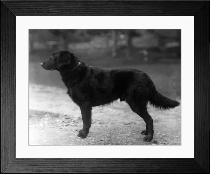 Framed Print : FALL / RETRIEVER / FLAT / 1914 Framed Print : FALL / RETRIEVER / FLAT / 1914