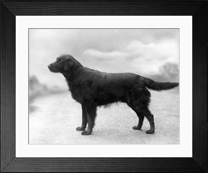 Framed Print : FALL / RETRIEVER / FLAT / 1939 Framed Print : FALL / RETRIEVER / FLAT / 1939