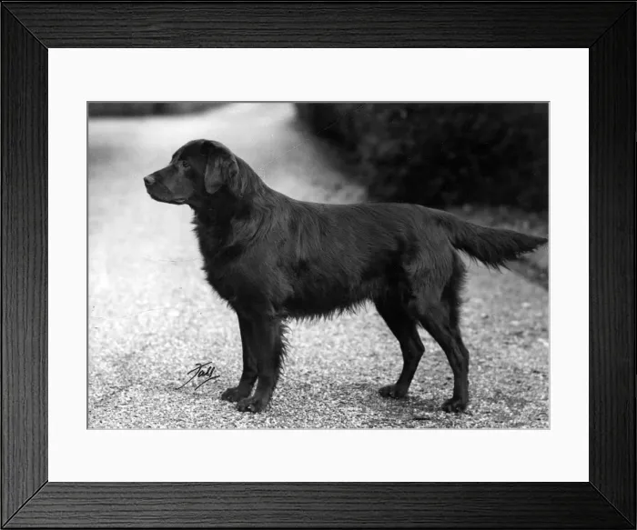 Framed Print : FALL / RETRIEVER / FLAT / 1951 Framed Print : FALL / RETRIEVER / FLAT / 1951