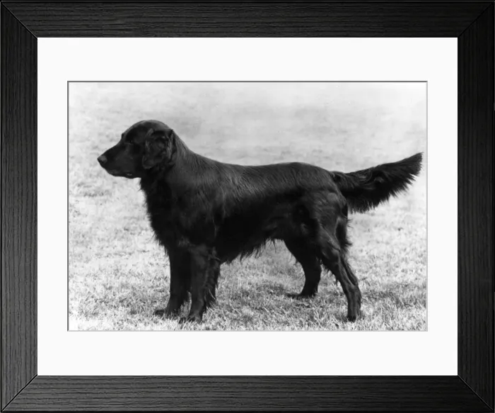 Framed Print : FALL / RETRIEVER / FLAT / 1963 Framed Print : FALL / RETRIEVER / FLAT / 1963