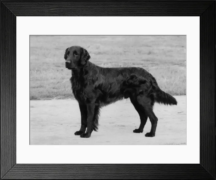 Framed Print : FALL / RETRIEVER / FLAT / 1975 Framed Print : FALL / RETRIEVER / FLAT / 1975