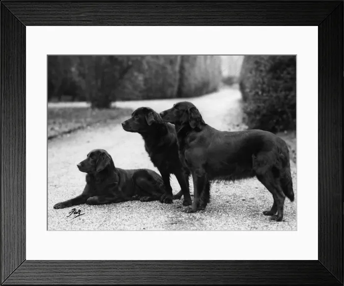 Framed Print : FALL / RETRIEVER / FLAT / 1951 Framed Print : FALL / RETRIEVER / FLAT / 1951