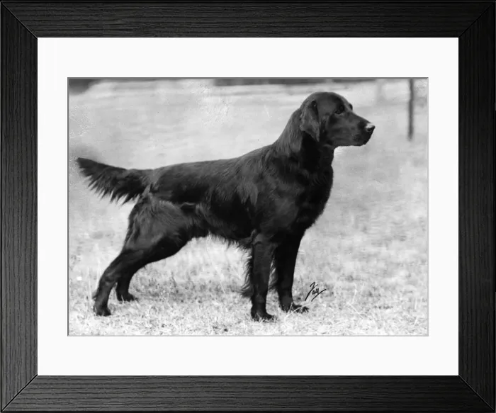 Framed Print : FALL / RETRIEVER / FLAT / 1943 Framed Print : FALL / RETRIEVER / FLAT / 1943