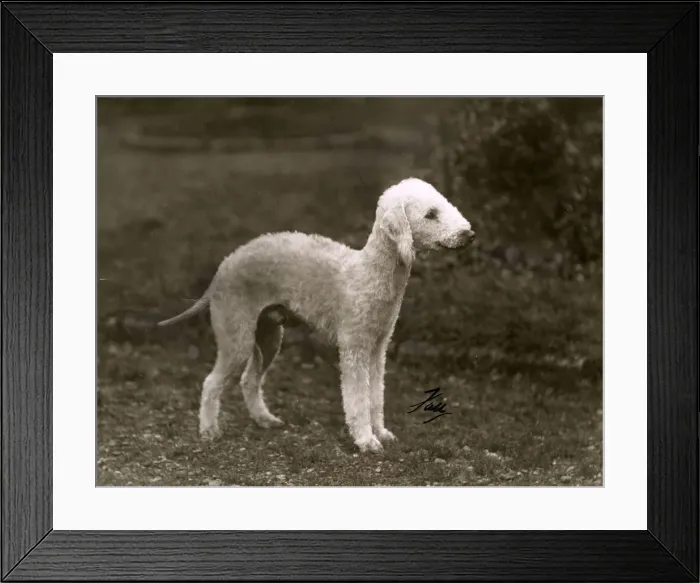 Framed Print : FALL / BEDLINGTON / 1938 Framed Print : FALL / BEDLINGTON / 1938