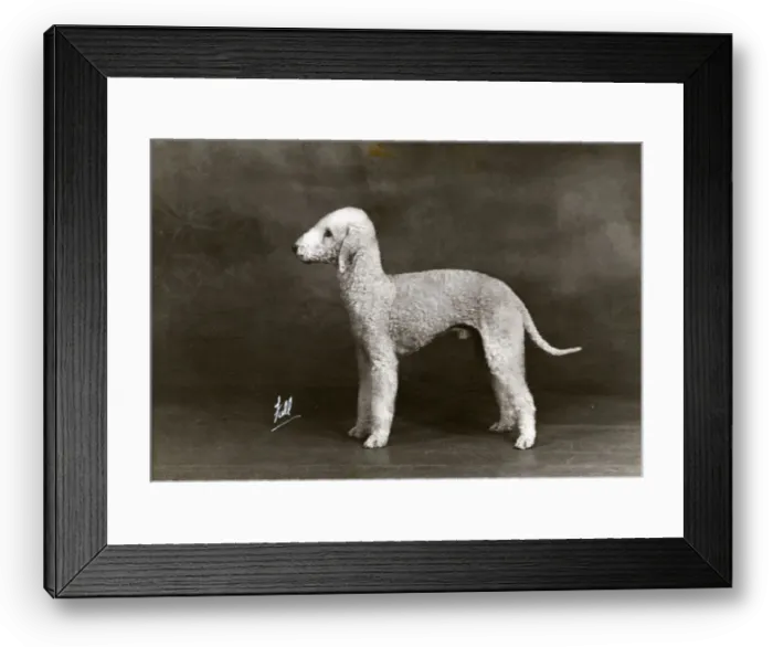 Framed Print : FALL  /  BEDLINGTON  /  1946