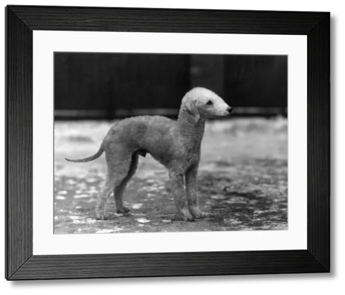Framed Print : FALL / BEDLINGTON / 1932 Framed Print : FALL / BEDLINGTON / 1932