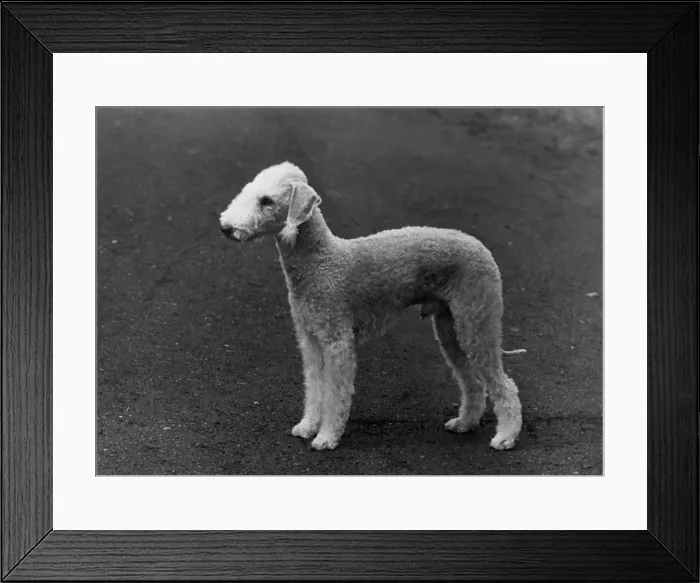 Framed Print : FALL / BEDLINGTON / 1954 Framed Print : FALL / BEDLINGTON / 1954
