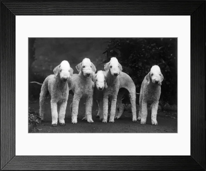 Framed Print : FALL / BEDLINGTON / 1938 Framed Print : FALL / BEDLINGTON / 1938